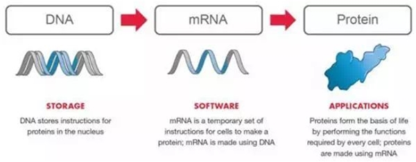 新冠病毒疫苗研发最新进展—mRNA疫苗, DNA疫苗研究进展