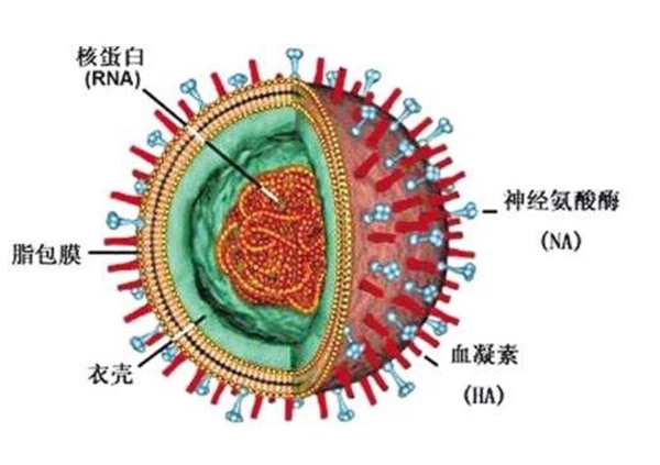 历史上令人震惊的传染病事件：冠状病毒/西班牙流感/流感病毒