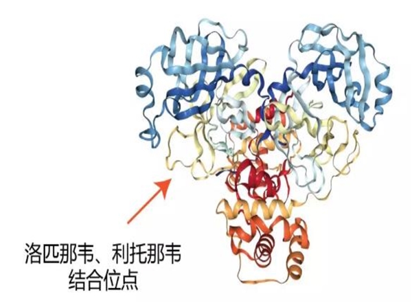 洛匹那韦/利托那韦市场分析-受高度关注的抗新型冠状病毒潜药物