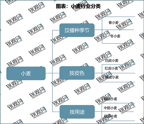 2023小麦行业市场发展趋势分析：政策利好推动行业加速发展